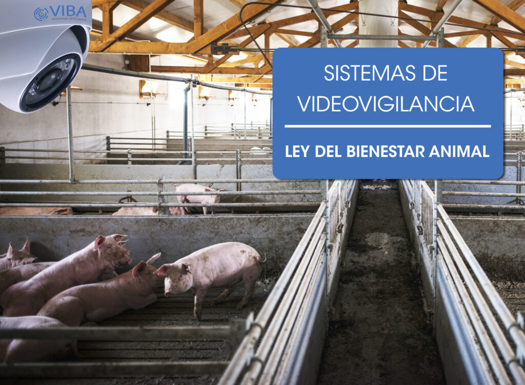 España, primer país de la Unión Europea en implementar sistemas de videovigilancia en mataderos